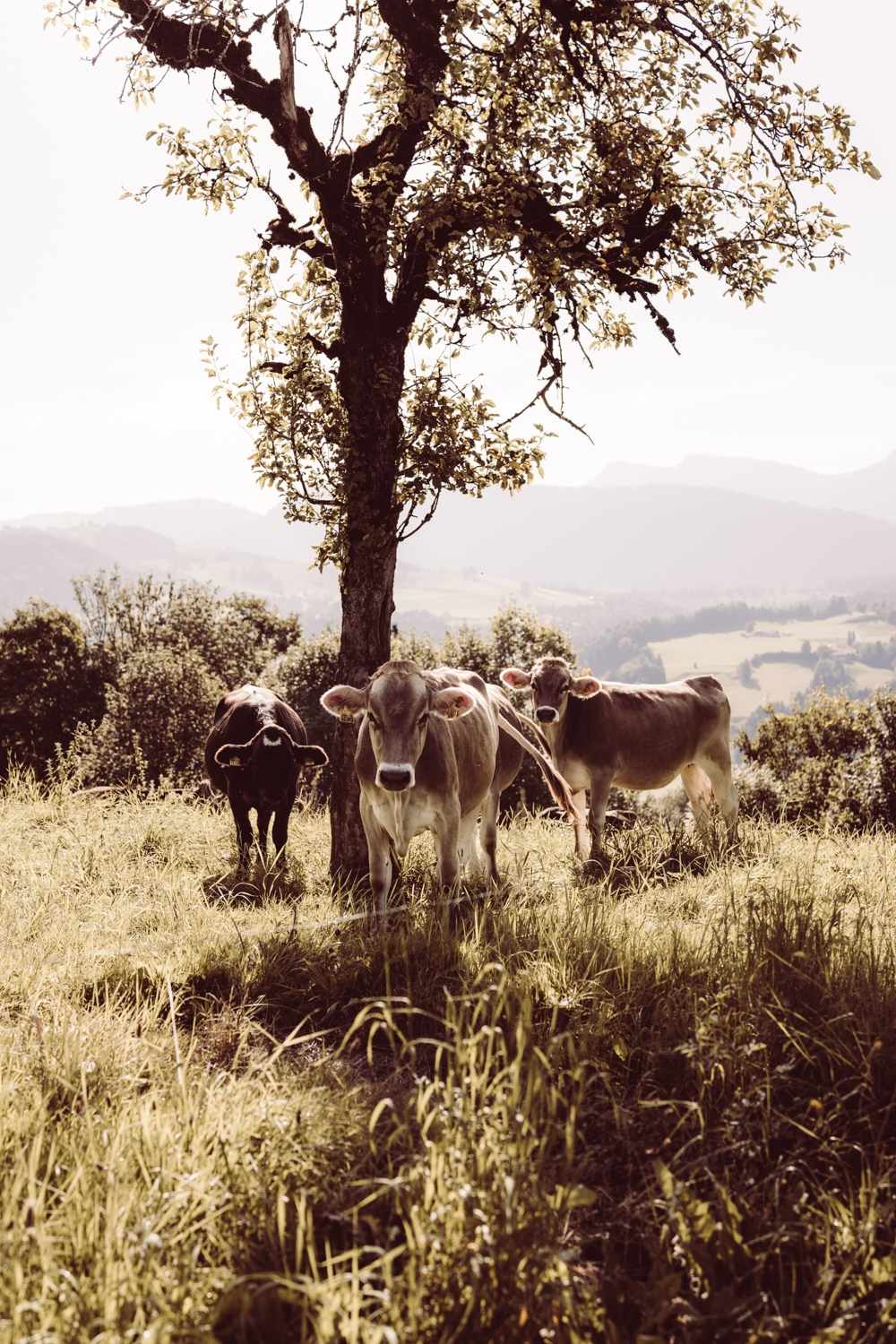 Hochzeitsfotografin_Oberstaufen_Hochzeitsfotografie_Oberallgäu_1