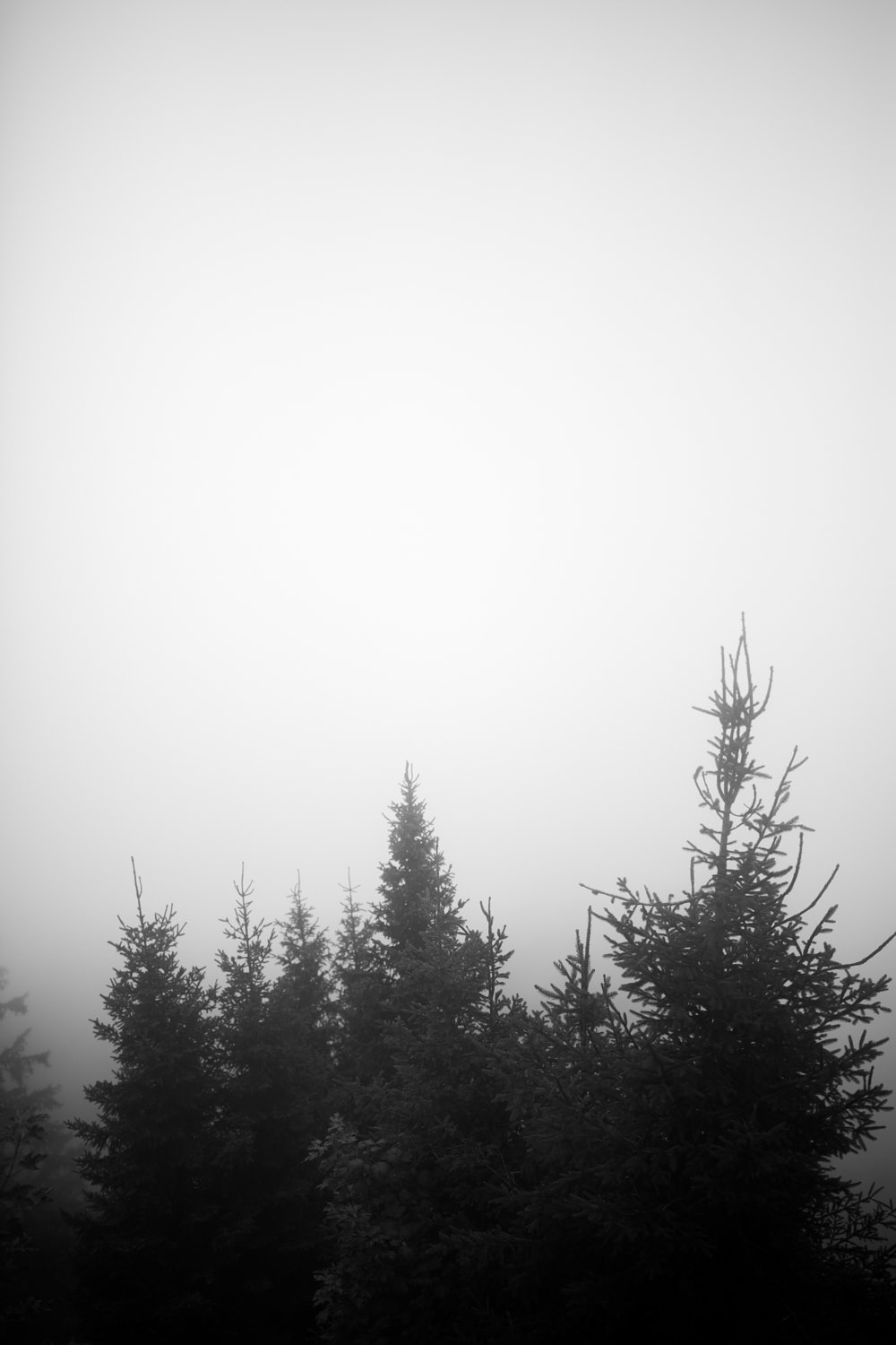 Hochzeitsfotografin Berghochzeit zu zweit 3